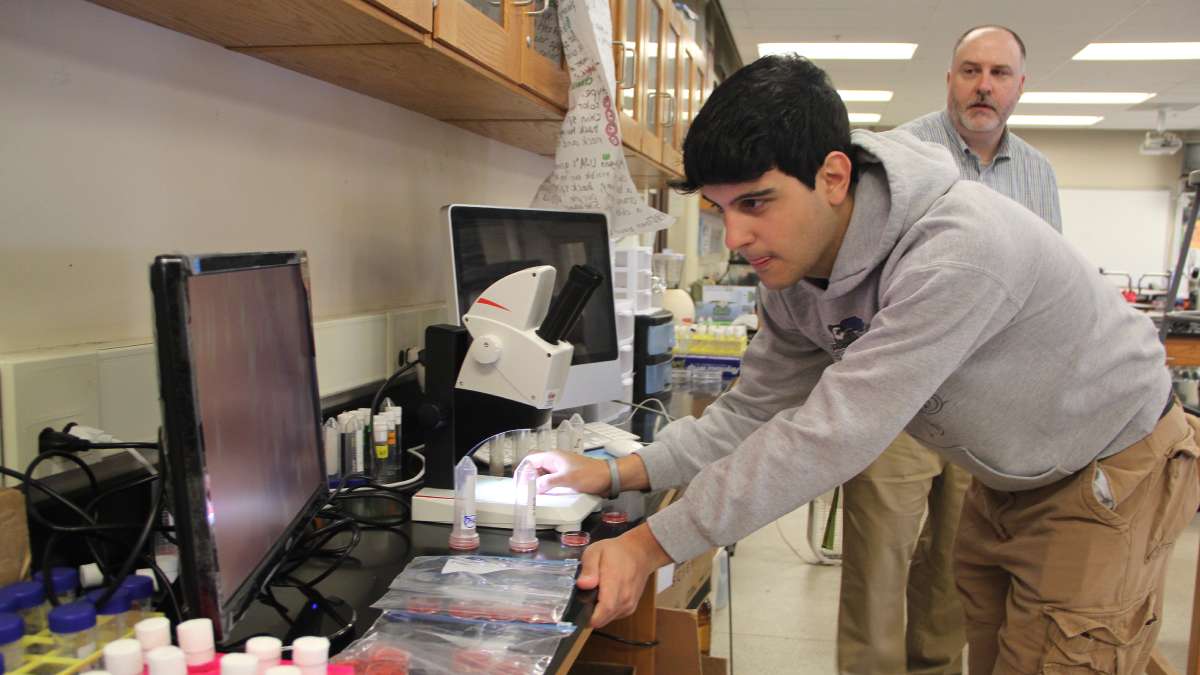 Academy @ Palumbo senior Ibrahim Bakri gets a close look at his fruit flies using a microscope on loan from Fox Chase Cancer Center. (Emma Lee/for NewsWorks)