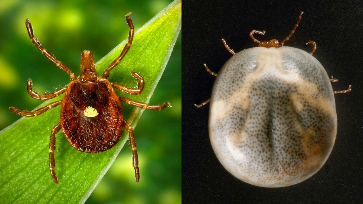  Researchers say the expansion of lone star tick populations might be spreading a mild form of spotted fever that is being confused with the more serious disease. Pictured here are dorsal views of a female lone star tick, Amblyomma americanum, including an engorged female (right). (Photo by James Gathany and CDC/ASTMH) 