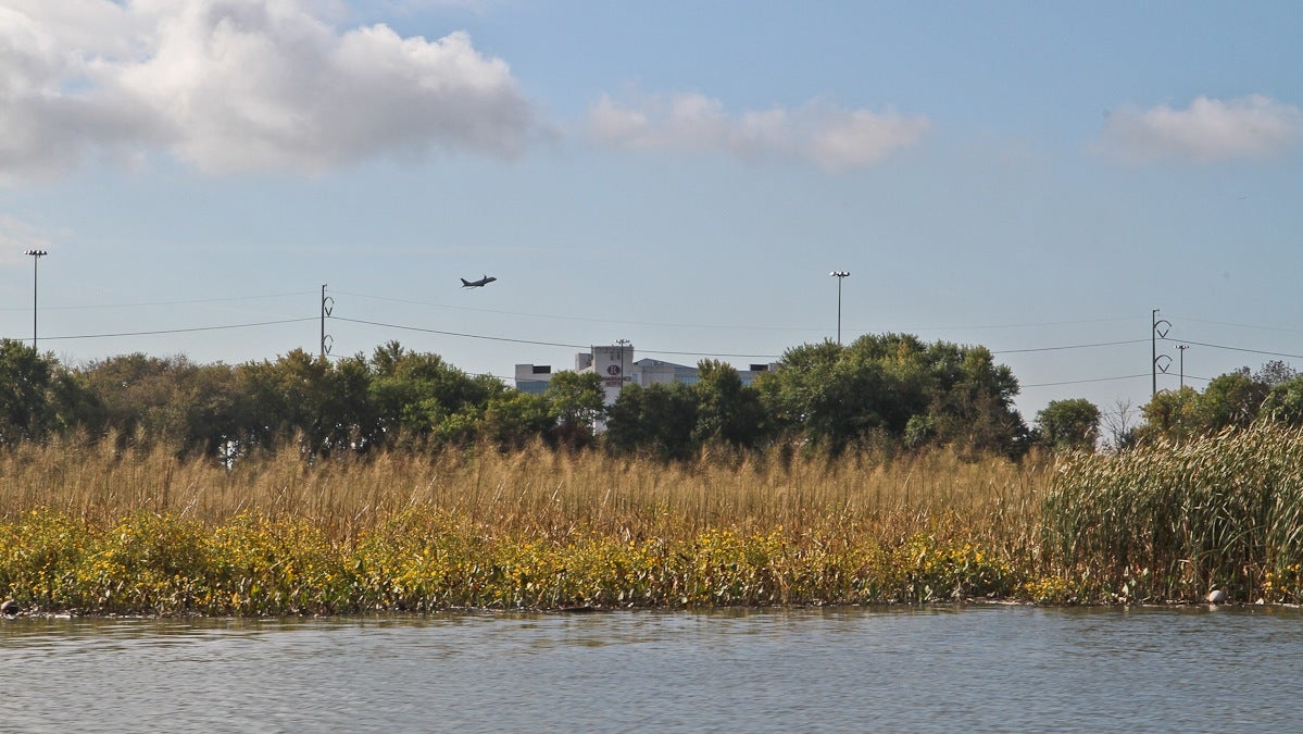  The John Heinz National Wildlife Refuge is a quiet oasis just north of 1-95 and the Philadelphia airport. (Kimberly Paynter/WHYY) 