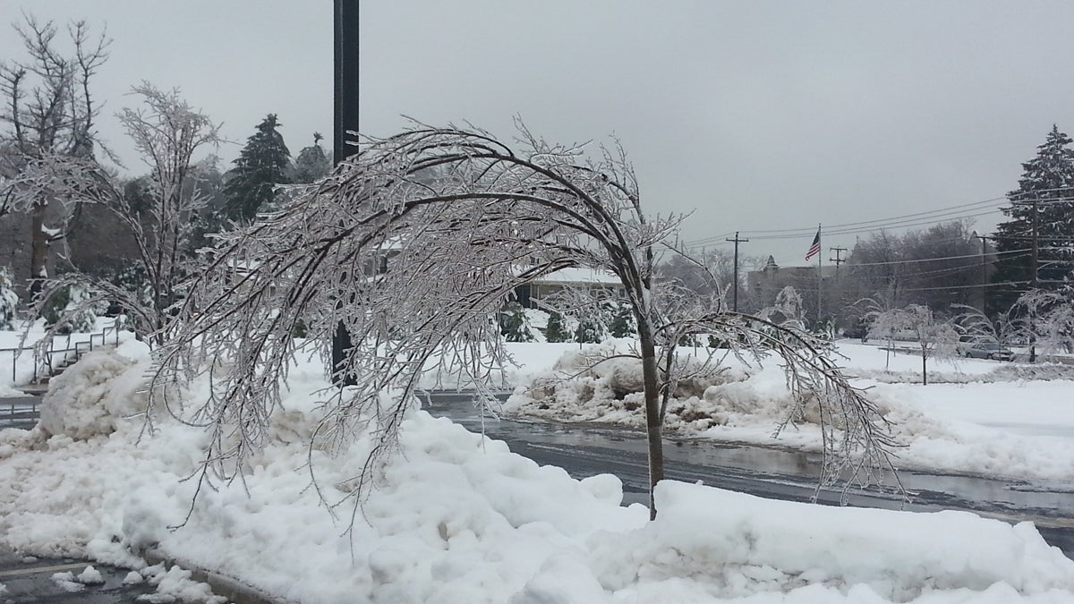  A tree bends under the weight of the ice caused by freezing rain in and around Philadelphia. (Tom MacDonald/WHYY) 