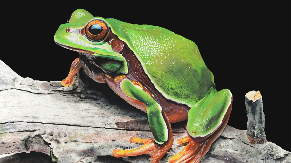 Green Tree Frog in watercolors by Painter James Fiorentino (Image courtesy of the Conserve Wildlife Foundation)