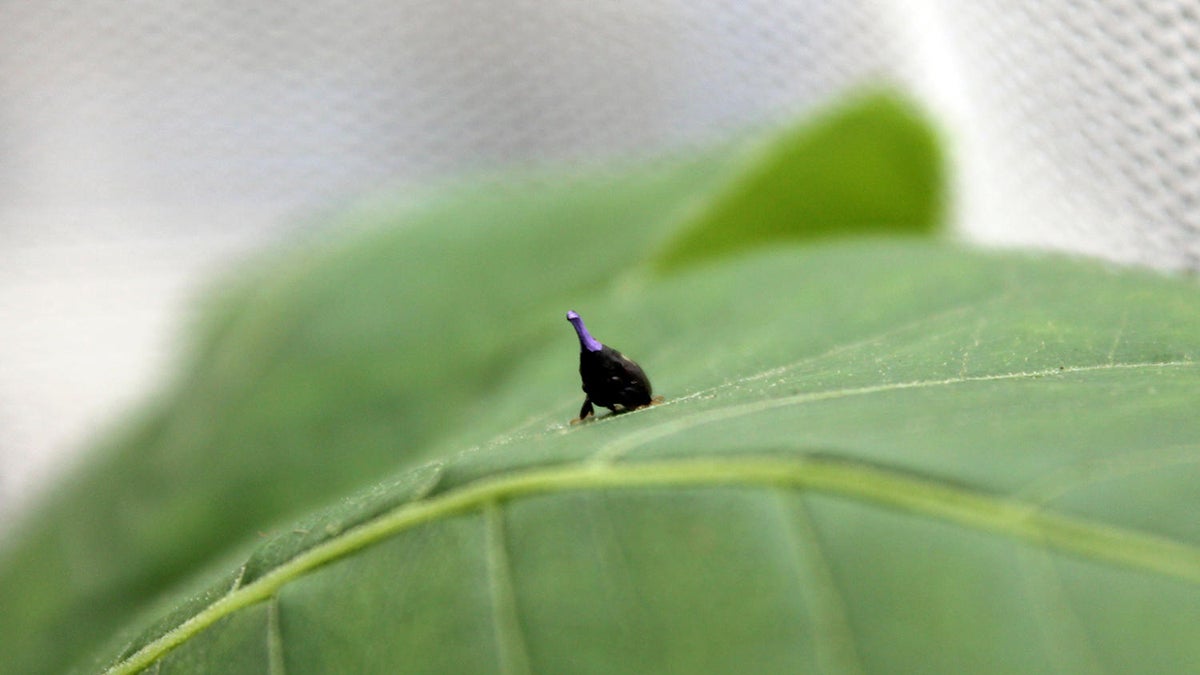 This treehopper in a greenhouse at Saint Louis University would not normally have a purple horn or 