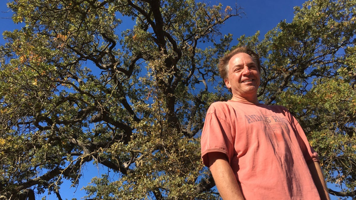Vince Curtis stands in front of a mature valley oak. He hopes the ones he plants will someday grow this tall. (Sanden Totten/KPCC)