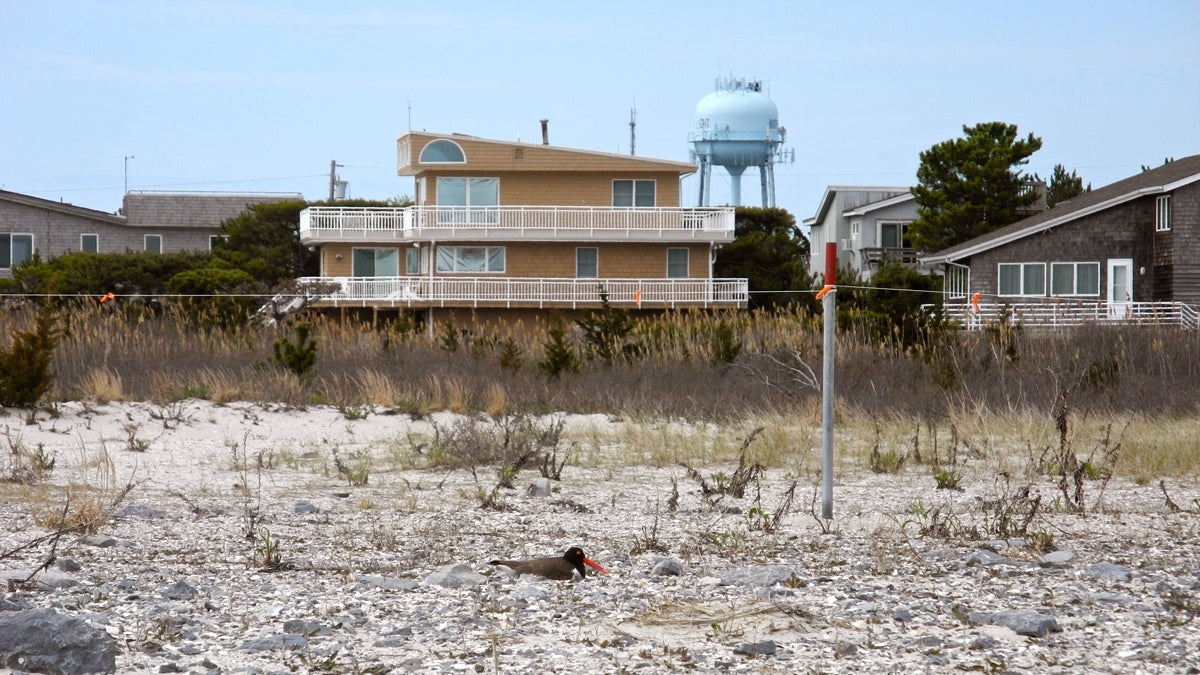  An American oystercatcher nests in Barnegat Lighthouse State Park on Long Beach Island. (Tracy Samuelson/WHYY) 