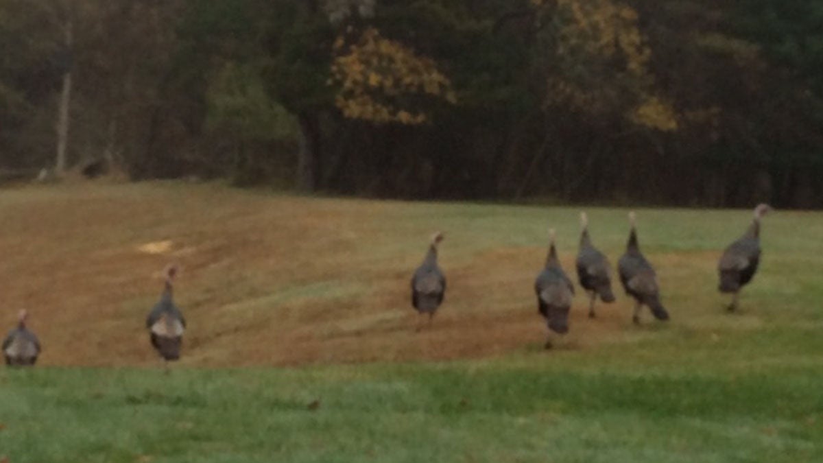  Wild turkeys forage in Wall Township, New Jersey. (Phil Gregory/WHYY) 