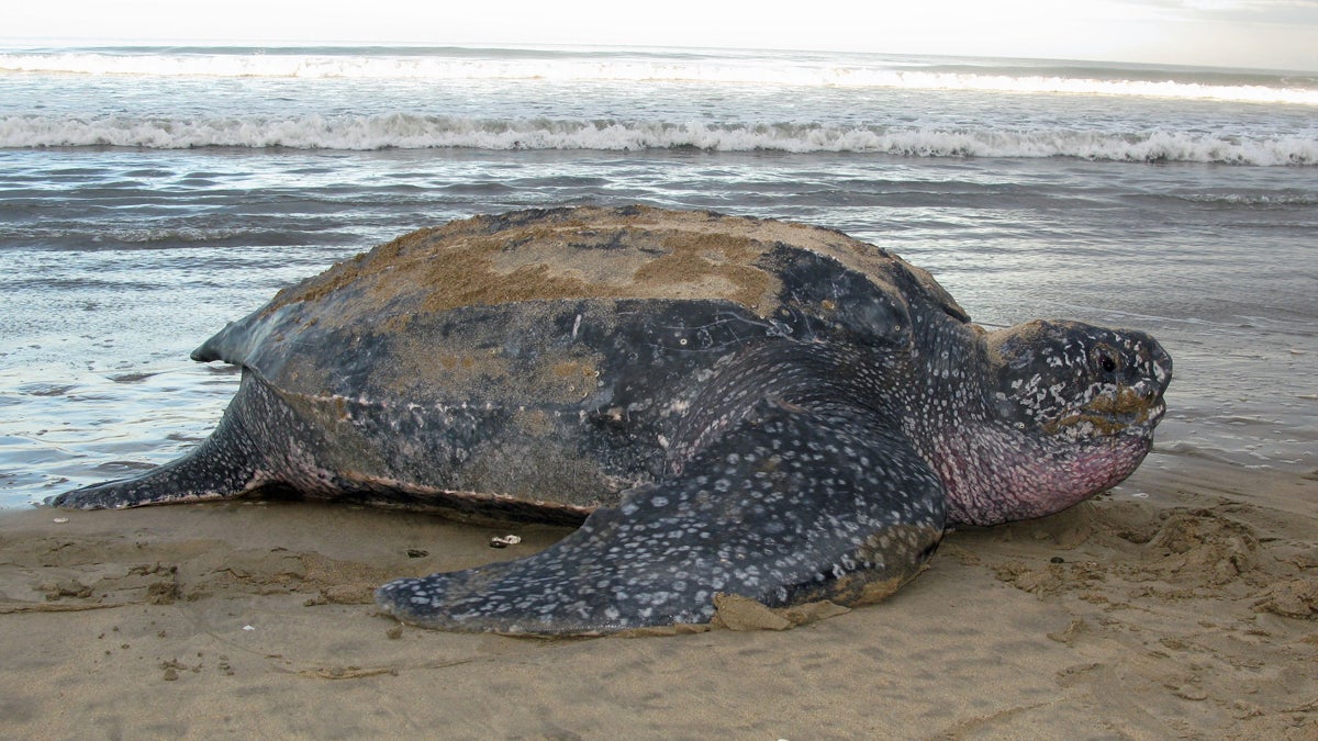  Leatherback turtle (Image courtesy of George Shillinger) 