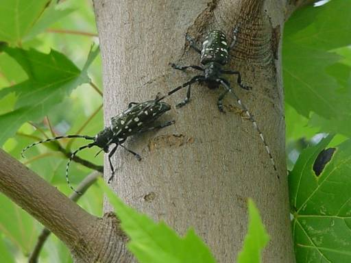  Asian longhorned beetles (Image courtesy of USDA) 