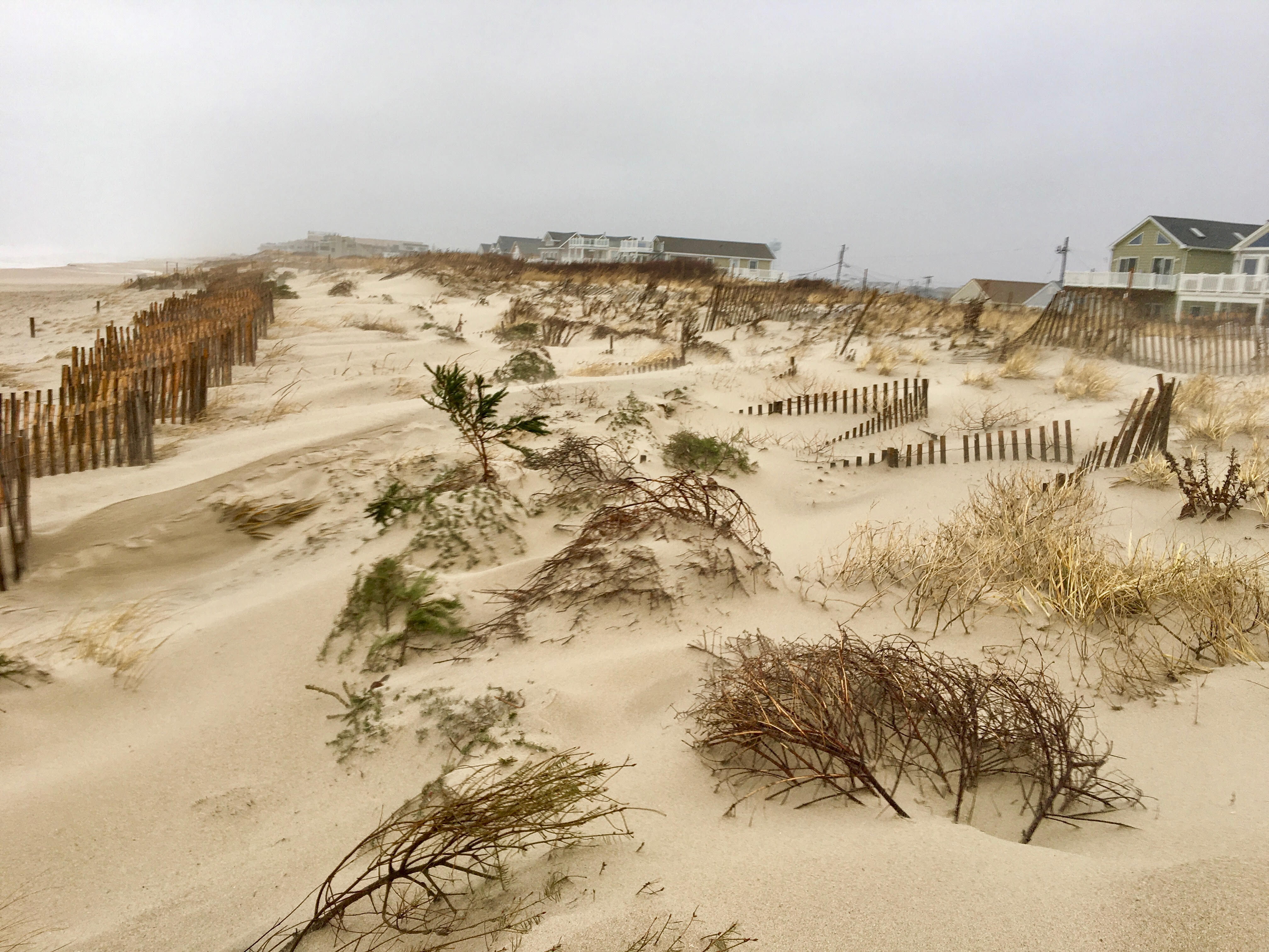 Newly placed Christmas trees buried in South Seaside Park dunes amid a nor'easter in 2017. (Image courtesy of Dominick Solazzo)