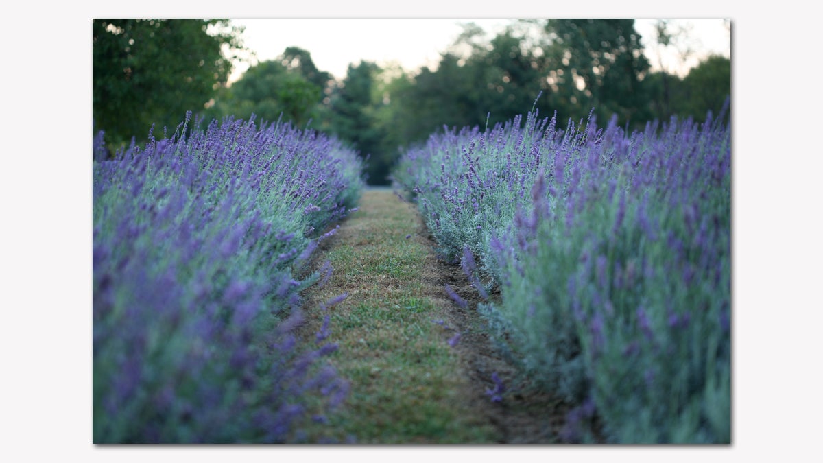  Winter hardy lavender blooming in the fields at Carousel Farm (Ilene Dube/for NewsWorks) 