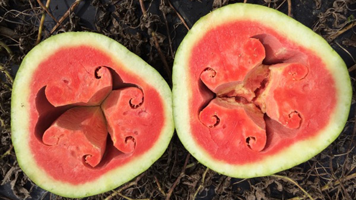  An example of hollow heart disorder in watermelons. (Image courtesy of University of Delaware) 