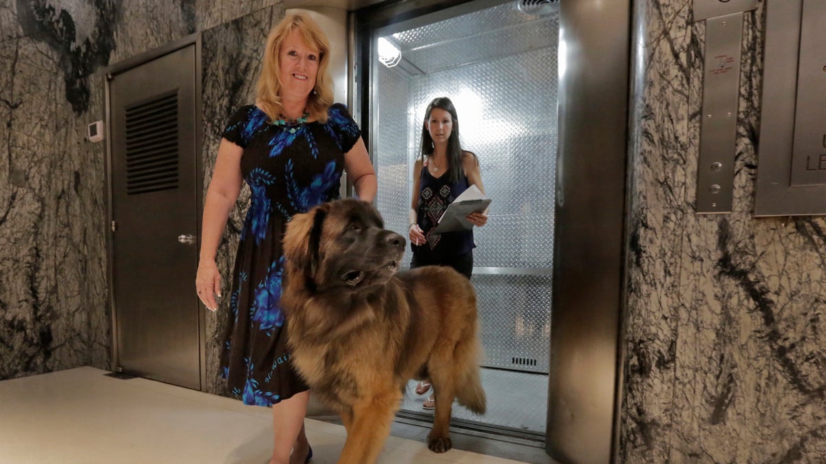  Morgan Avila, left, walks Magnito, a Leonberger, as he's evaluated by Sarah Fraser, when he leaves an elevator during a demonstration of an urban canine good citizen test for city dogs in New York. (AP Photo/Richard Drew) 