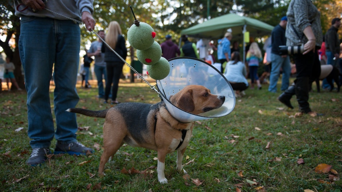 Chase, a beagle labrador, won first place for being a dog-tini at a costume party and contest for dogs in East Falls' McMichael Park on Saturday afternoon. The gathering benefited the East Falls Dog Park organization.