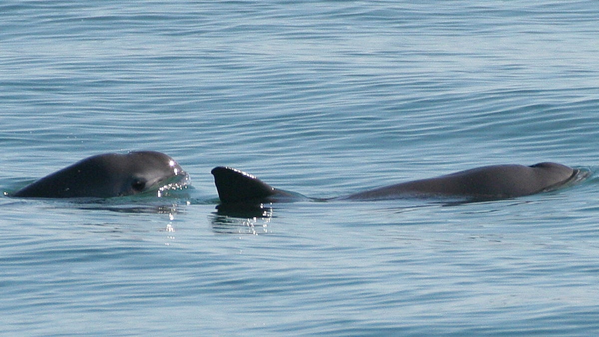 The vaquita is a critically endangered porpoise species endemic to the northern part of the Gulf of California. (Photo via NOAA)
