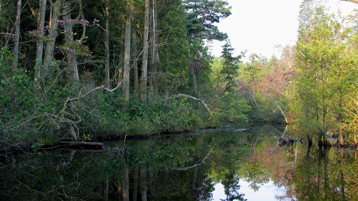  The Mullica River runs through South Jersey. (Mullica River 5 licensed under Creative Commons via WikiMedia) 