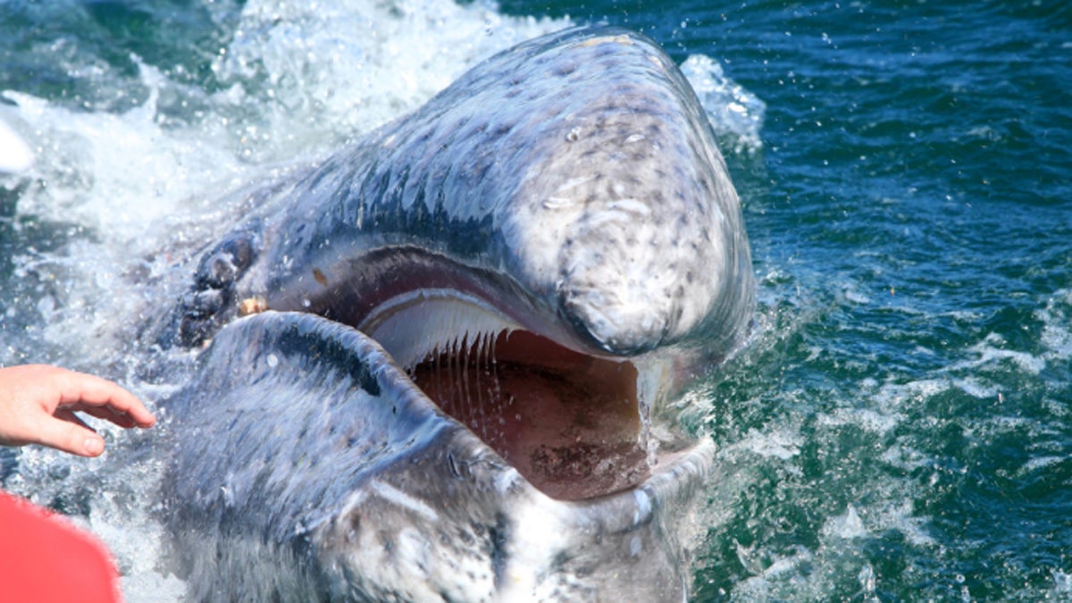 Baleen can provide insight into the last 10 to 15 years of a whale's life. (Flicker.com)