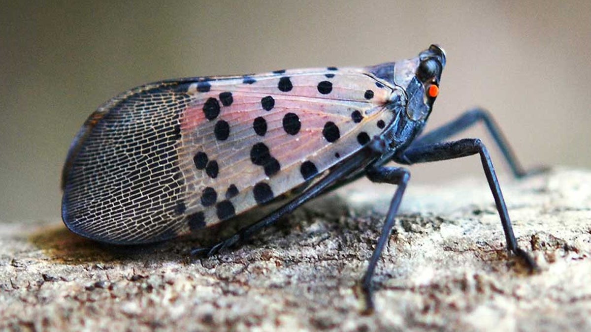 The spotted lanternfly is spreading through Southeast Pennsylvania. It was spotted for the first time in the United States in Berks County. (Pennsylvania Department of Agriculture) 