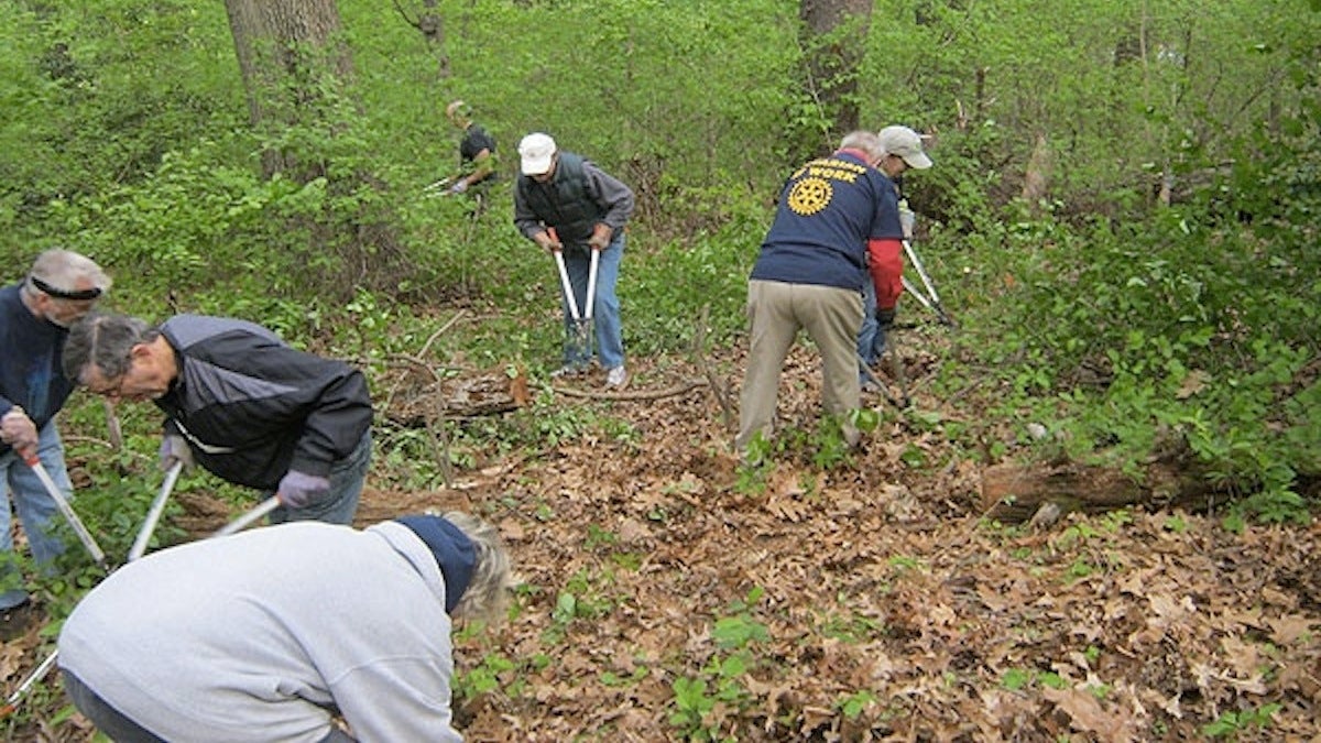 The Perks of Poison Ivy? - Friends of Wissahickon Friends of Wissahickon