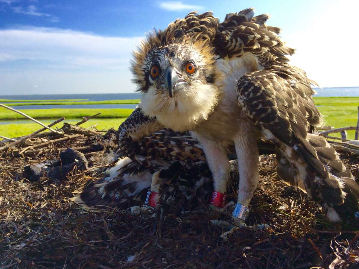 A little teaser of what's to come later in this gallery. This is a curious osprey nestling looking directly into the camera of CWF's Ben Wurst. (Justin Auciello for WHYY)