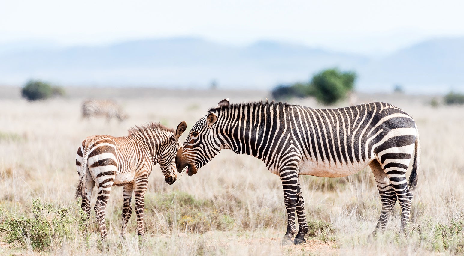 (Grobler du Preez/<a href='https://www.bigstockphoto.com/image-132772331/stock-photo-a-mountain-zebra-mare-equus-zebra-zebra-with-open-mouth-as-if-talking-with-foal'>Big Stock Photo</a>)
