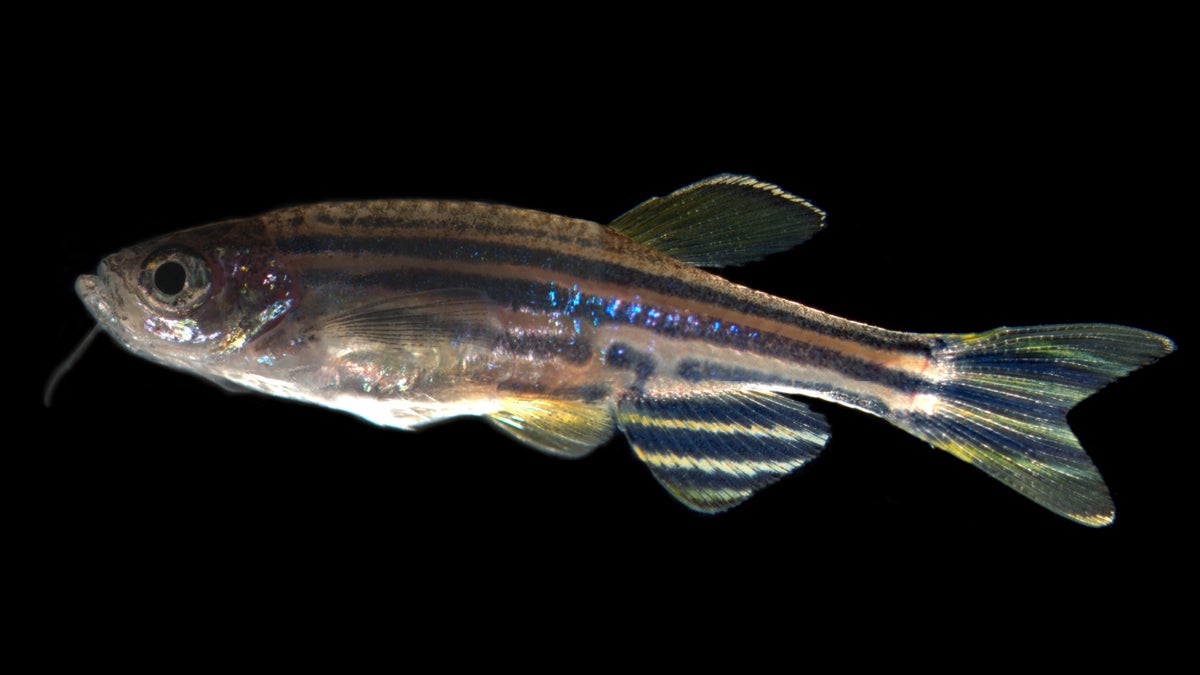 Researchers are studying cell regeneration in zebrafish to learn how to reverse human hearing loss. Zebrafish are an ideal species to study because their embryos are transparent. (Alejandro Sanchez Alvarado/Stowers Institute for Medical Research)