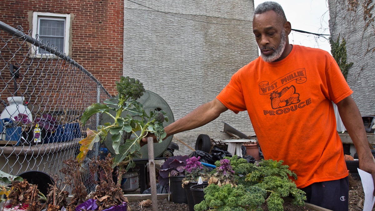  Owner Arnett Woodall examines broccoli plants next to West Phillie Produce. (Kimberly Paynter/WHYY) 