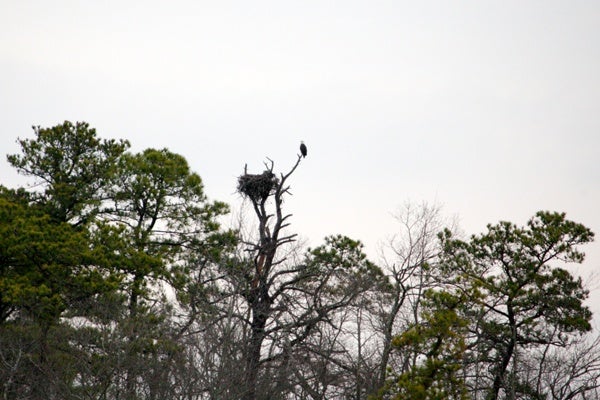 <p><p>Across one of the marshlands, a bald eagle protects the nest it built on the land. (Nathaniel Hamilton/for NewsWorks)</p></p>

