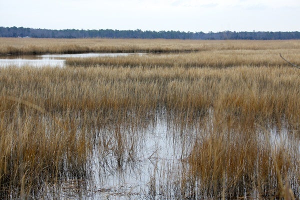 <p><p>The Department of Environmental Protection in partnership with the New Jersey Pineland's Commission, The Nature Conservancy, and Conservation Resources Inc, will preserve 5,079 acres of woodlands and wetlands in Atlantic County's Great Egg Harbor River watershed. (Nathaniel Hamilton/for NewsWorks)</p></p>
