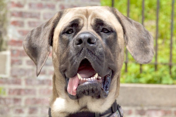 <p><hr id="system-readmore" />
<p>50. Aunt Jane is an English Mastiff who is the unofficial mascot for Wissahickon Pet Minders. Owner Mike Steinbrecher explained that Aunt Jane was named for an aunt who hated dogs. (Jana Shea/for NewsWorks)</p></p>
