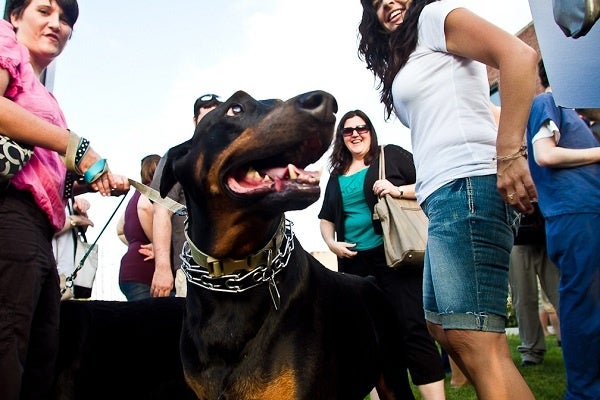<p><p>13. Panzer, a doberman pinscher, gets some extra attention at the Justice for Chloe and Hercules rally against animal abuse at the PSPCA headquarters in North Philadelphia. (Brad Larrison/For NewsWorks)</p></p>
