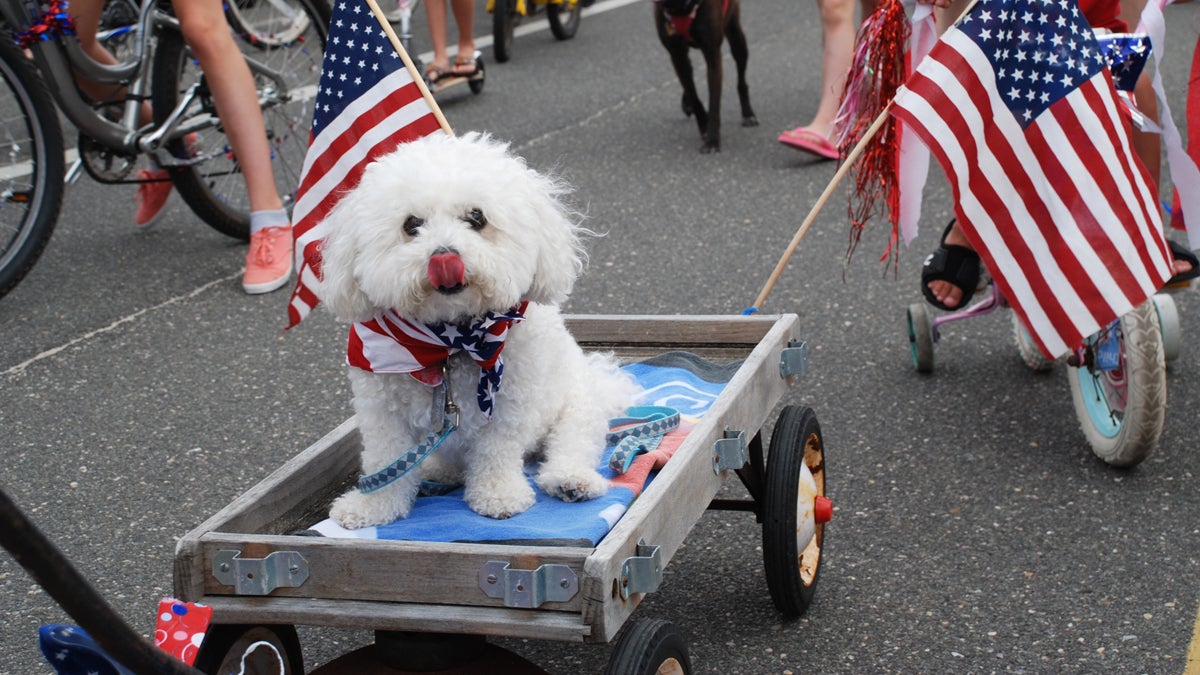  This fluffy dog rides in style during the parade. (Sandy Levine/for NewsWorks) 