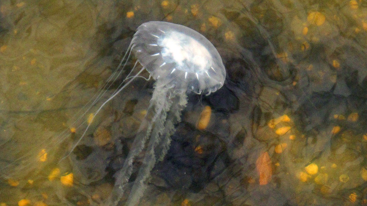  A jellyfish pulsates through the water of Barnegat Bay in Seaside Heights N.J.  (AP File Photo/Wayne Parry) 