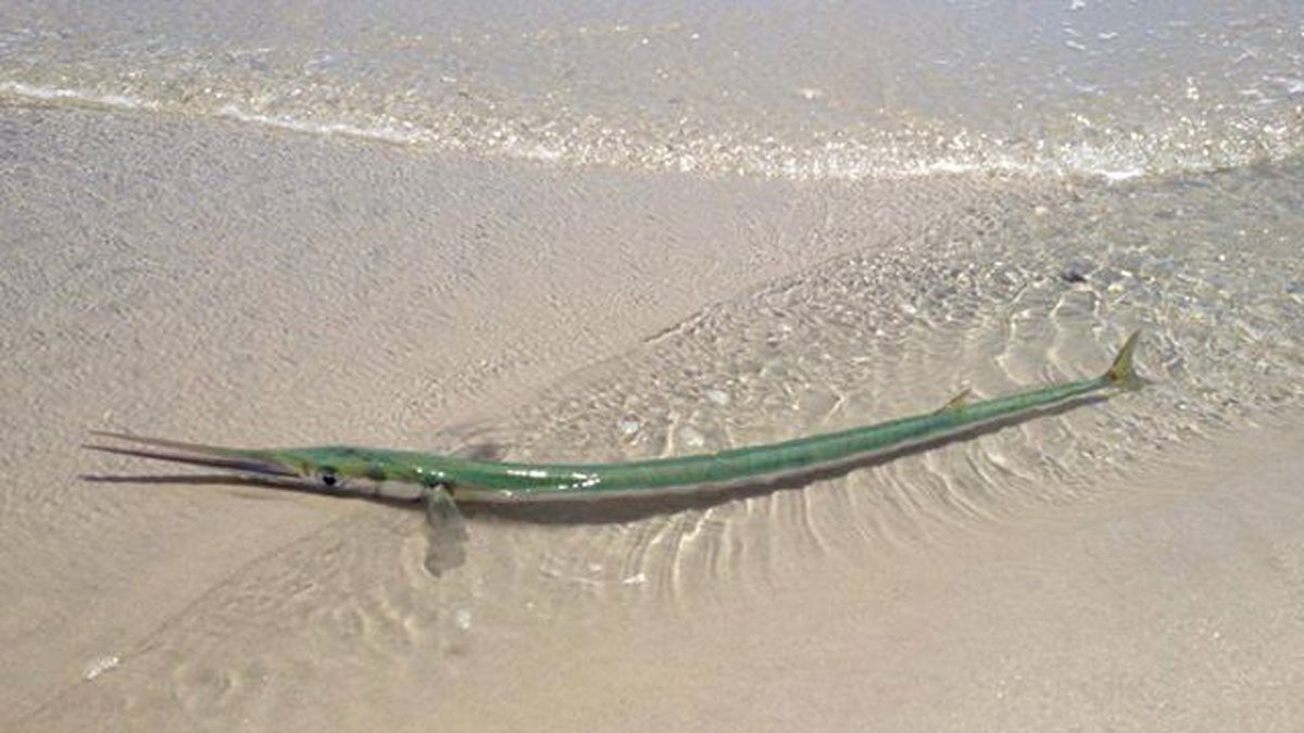  Housefish spotted on Island Beach State Park. (Photo courtesy of Kimberly Nagy-Lychock) 