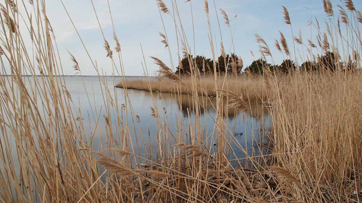  Island Beach State Park gives visitors a look at how the barrier island appears without commercial or residential development.(Sandy Levine/for NewsWorks) 