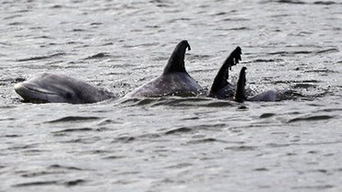  Dolphins swim in the Navesink River near Red Bank in this 2012 file photo.Ed Murray/The Star-Ledger 