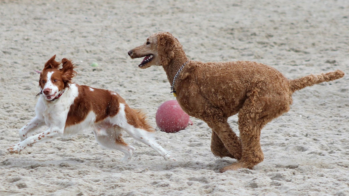 Dogs run off-leash on the dog beach in Egg Harbor Township. (Bill Barlow/for WHYY) 
