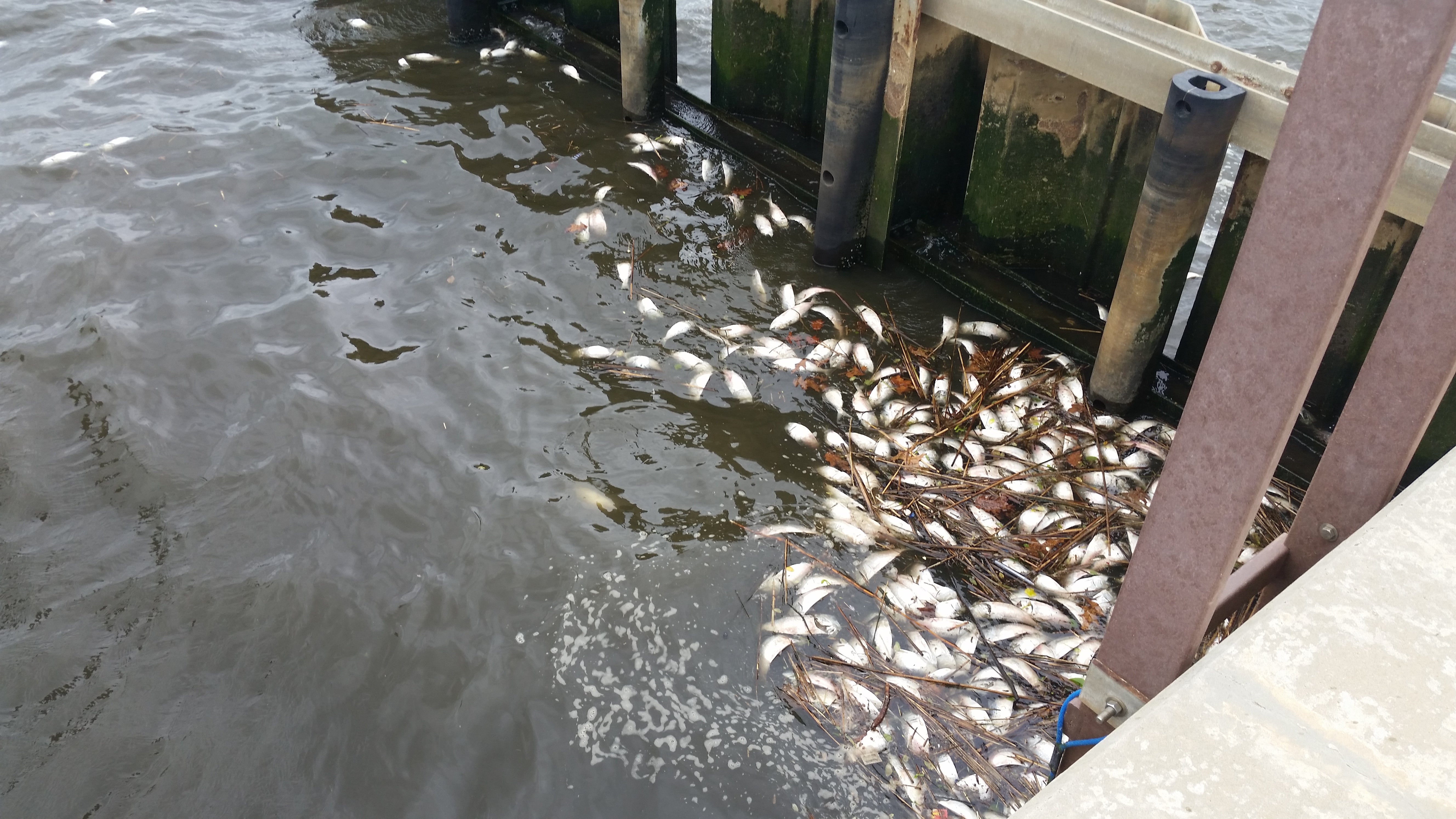  Dead fish floating along a bulkhead along the Navesink River in Red Bank. (Photo courtesy of NJDEP) 