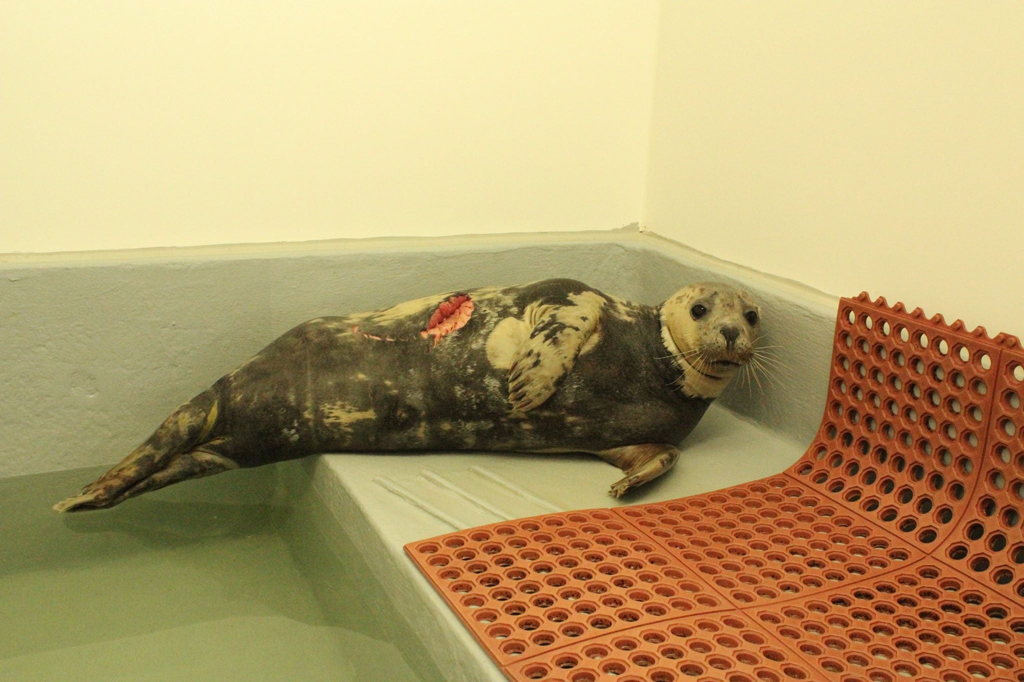  The seal discovered at Sandy Hook on Wednesday. (Image: Marine Mammal Stranding Center) 