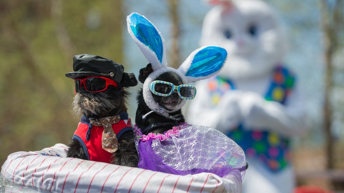 Noodle (left) and Diva, owned by Anthony Smith, won the best-dressed pet category. (Jonathan Wilson for Newsworks)
