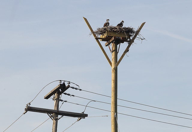  An osprey pair in a new nest near a utility pole. (Image courtesy of JCP&L) 