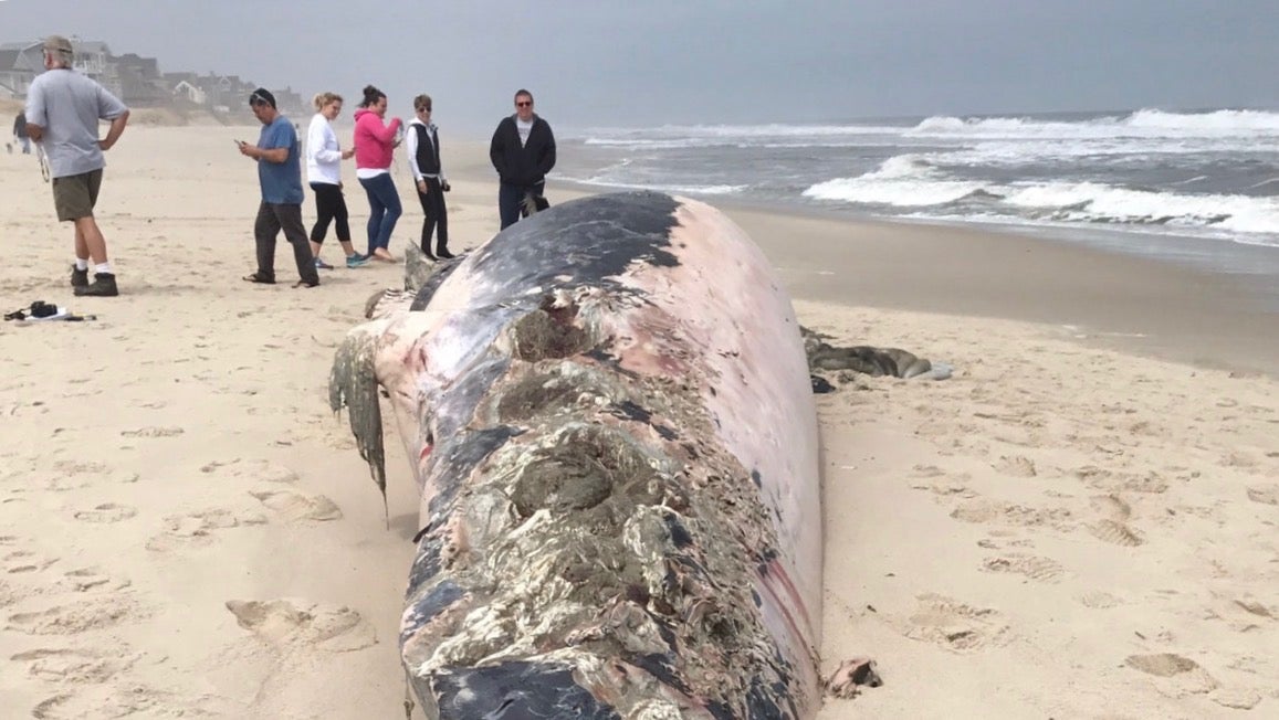  A dead whale ashore in Ocean County's Chadwick Beach Wednesday afternoon. (Image: Andrew Pero) 