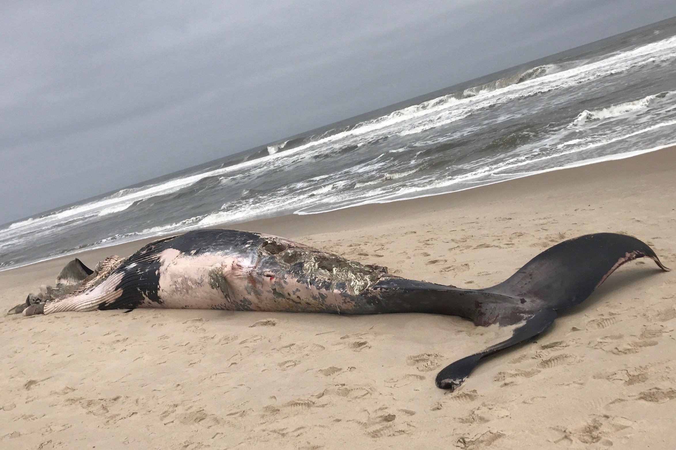  JSHN contributor Andrew Pero captured this image of the whale discovered Wednesday in the Chadwick Beach section of Toms River. 