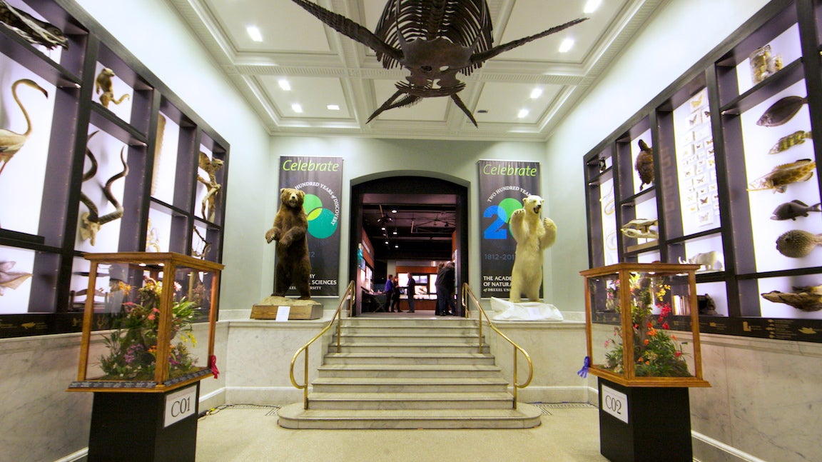  The Academy of Natural Sciences in Philadelphia is making statements on  climate change, water, evolution, and biodiversity and extinction as part of a new era of public engagement. (Nathaniel Hamilton for NewsWorks, file) 