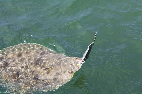  A hooked summer flounder. (Public domain image) 