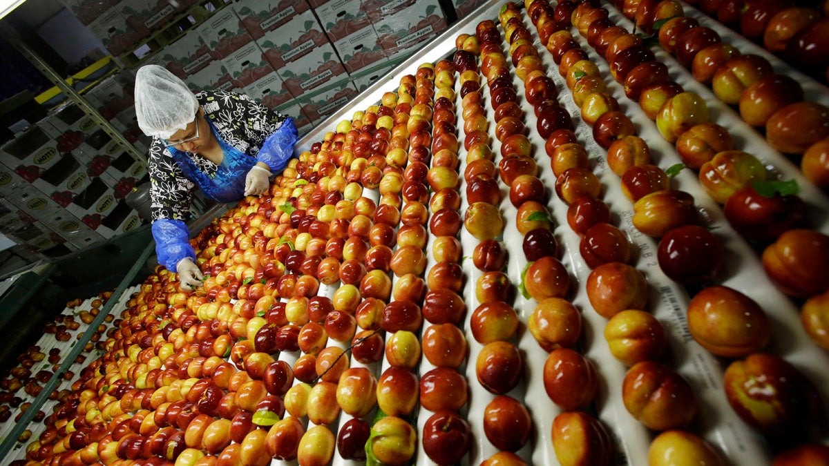  A worker removes leaves as nectarines get sorted for packaging at Eastern ProPak Farmers Cooperative in Glassboro, New Jersey. It's estimated up to 40 percent of all food produced in the U.S. is wasted. (AP file photo) 