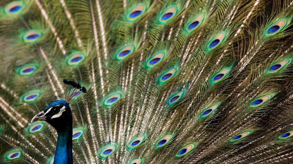  A peacock displays its feathers at the Philadelphia Zoo. Mew research on the birds may offer insight on the diagnosis and treatment of  autism, schizophrenia and other human neurodevelopmental disorders. (AP file photo) 