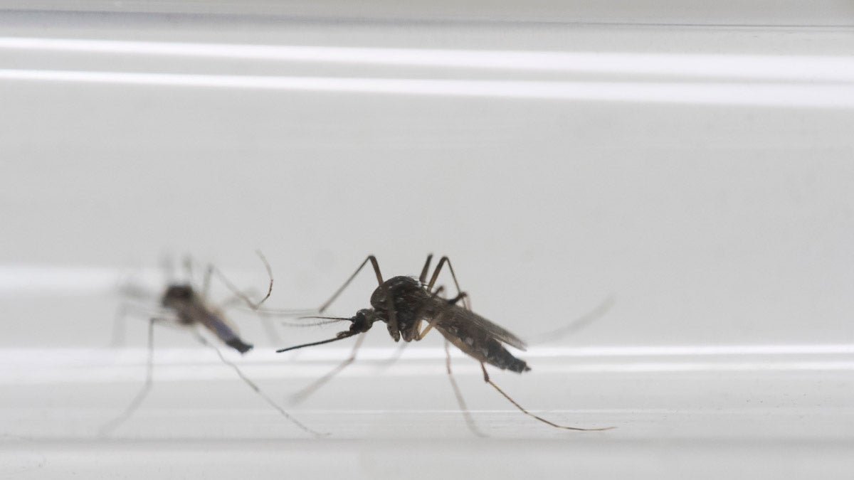 Some travelers are changing their plans to avoid regions of the world where  Aedes aegypti