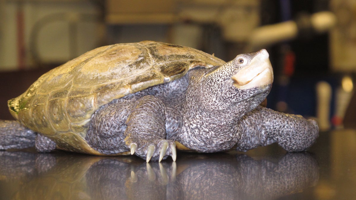  A diamondback terrapin turtle crawls on a table at the Marine Academy of Technology and Environmental Science in Stafford Township, New Jersey. The state has shut down this year's harvest season for the turtles due to their declining numbers. (AP file photo) 