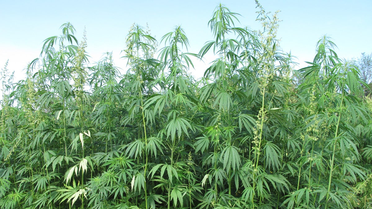 Gov. Tom Wolf gas signed a law  legalized production of industrial hemp in Pennsylvania. (AP file photo)