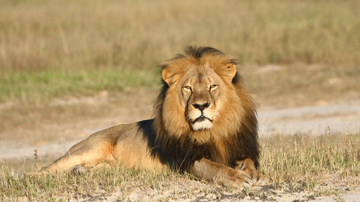  In this undated photo provided by the Wildlife Conservation Research Unit, Cecil the lion rests in Hwange National Park, in Hwange, Zimbabwe. Two Zimbabweans arrested for illegally hunting a lion appeared in court Wednesday, July 29, 2015. The head of Zimbabwe’s safari association said the killing was unethical and that it couldn’t even be classified as a hunt, since the lion killed by an American dentist was lured into the kill zone. (Andy Loveridge/Wildlife Conservation Research Unit via AP) 