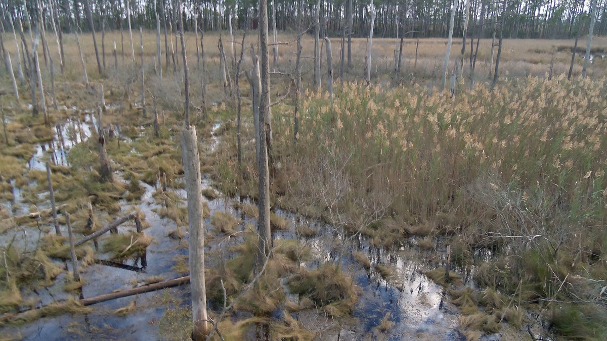 This undated photo provided by Matthew Kirwan shows Phragmites and Spartina marshland expanding into a ghost forest in Robbins, Md. Rising sea levels are killing trees along vast swaths of the North American coast by inundating them in salt water. The dead trees in what used to be thriving freshwater coastal environments are called 'ghost forests' by researchers. (Matthew Kirwan via AP)